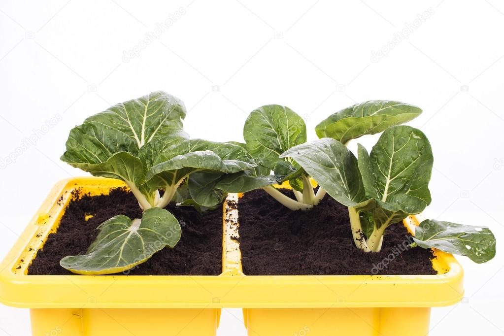 green bok choy vegetable in pot 