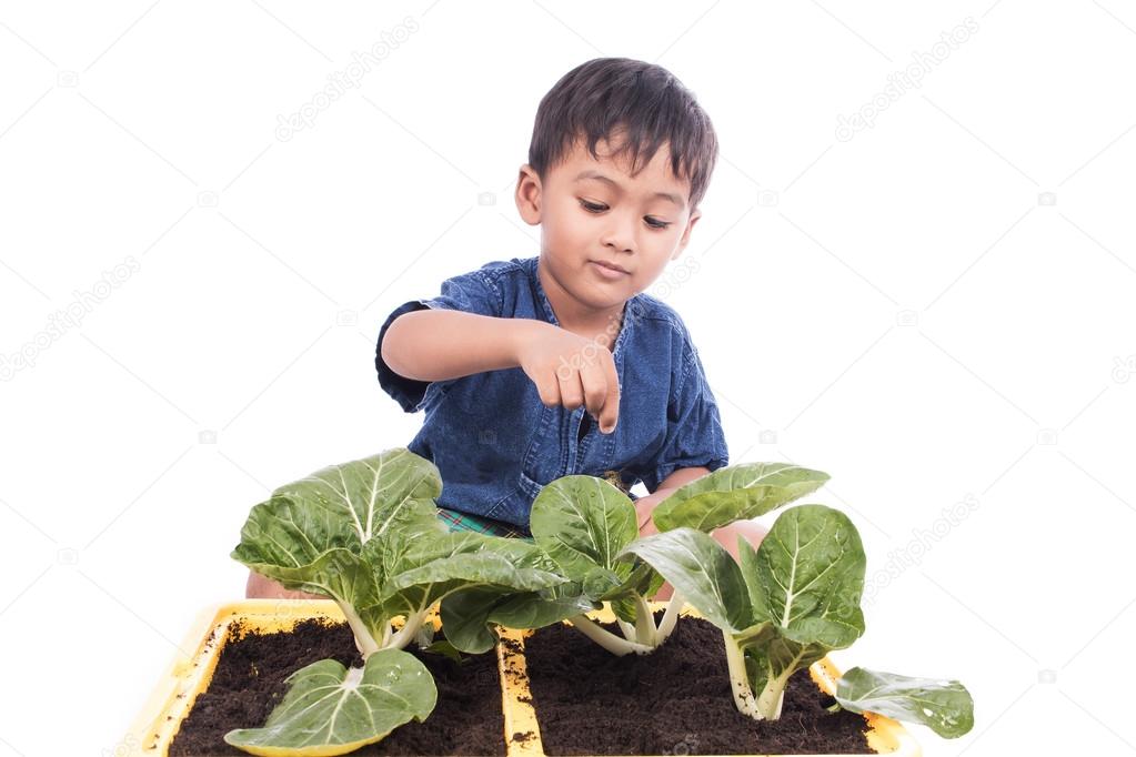 little boy fertilizer to vegetables in pots