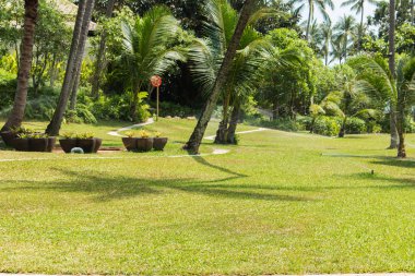 Bahçedeki yeşil çimenler