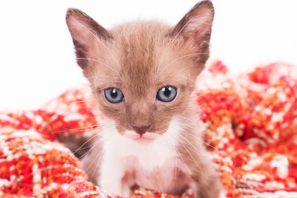 Lindo gatito en suave manta — Foto de Stock