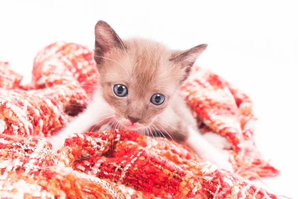 Lindo gatito en suave manta — Foto de Stock