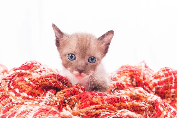 Lindo gatito en suave manta — Foto de Stock