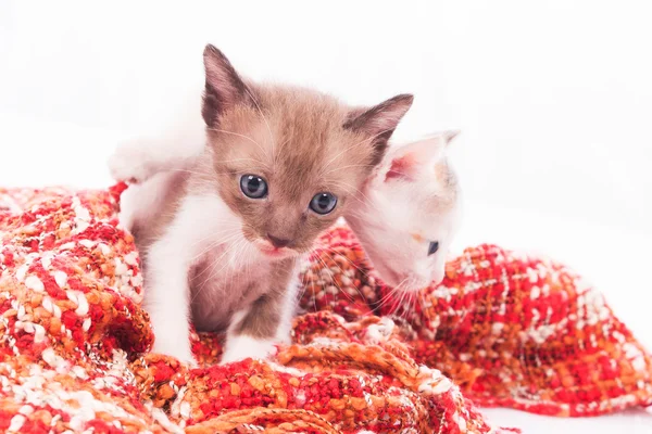 Ładny mały kotek w miękki koc — Zdjęcie stockowe