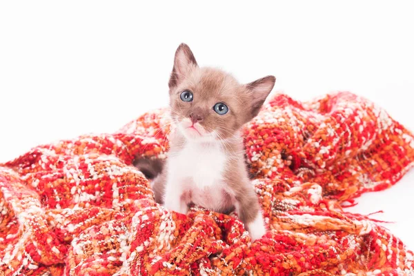 Niedliches kleines Kätzchen in weicher Decke — Stockfoto