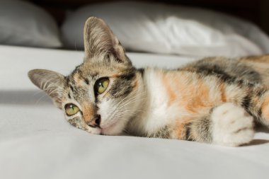 Yatakta yatan sevimli kedi.