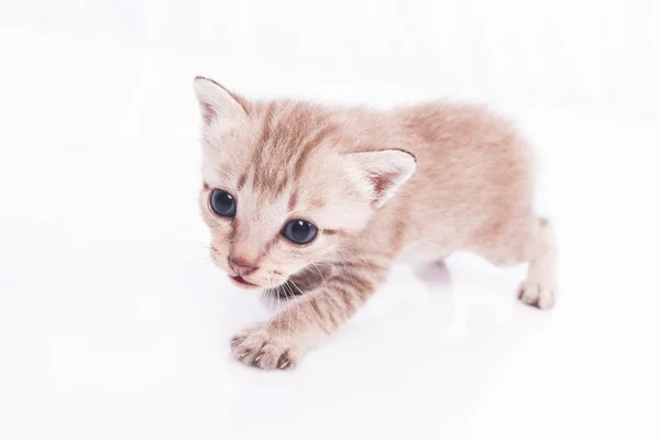 Lindo gatito en blanco fondo — Foto de Stock