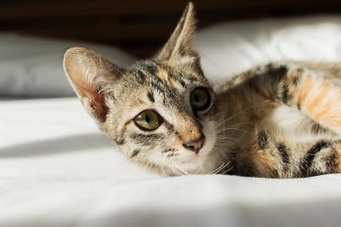 Yatakta yatan sevimli kedi.