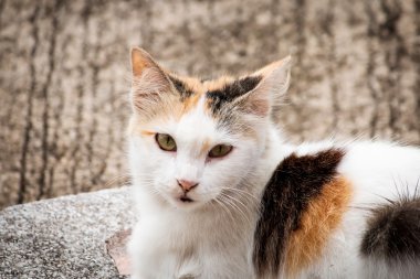 Yerde yatan sevimli kedi.