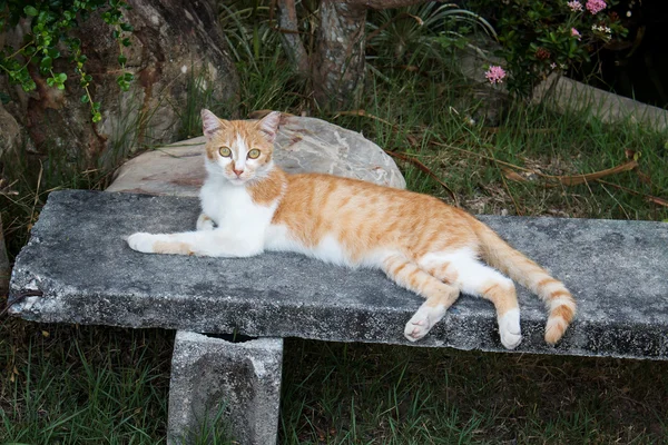 Roztomilý kočka leží v zahradě — Stock fotografie