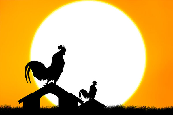 Roosters crow stand on housetop big sunset background