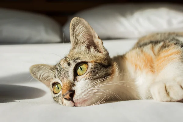 Милая кошка, лежащая на кровати — стоковое фото
