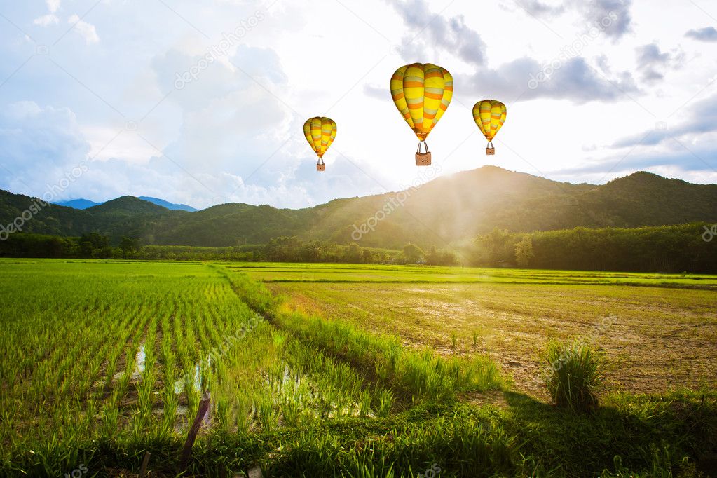 Ballon flying over rice field ,morning