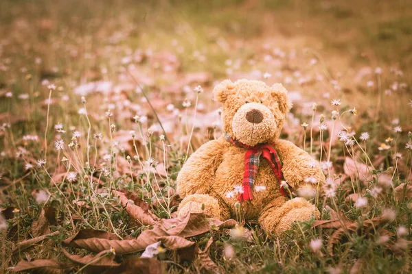 Teddy urso sentado no prado, tom vintage — Fotografia de Stock