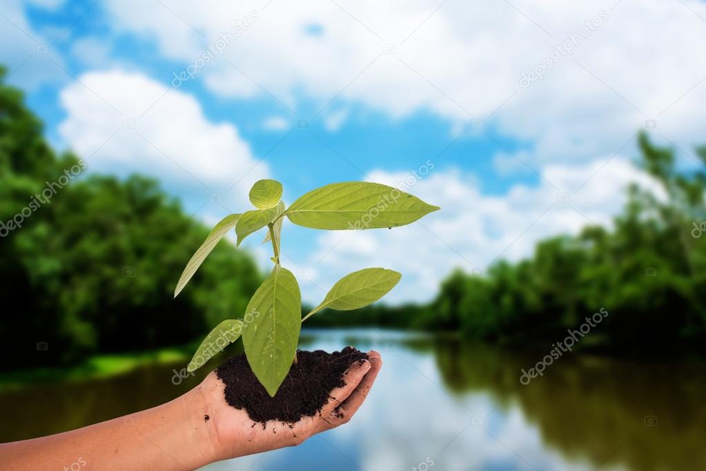 Concept save the world ,hand women holding tree on Green forests