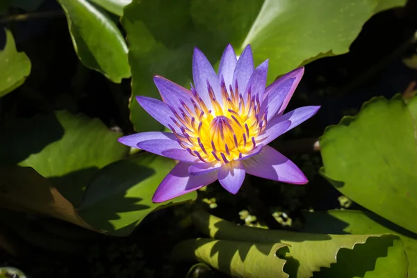 Water lily, lotus in vijver — Stockfoto
