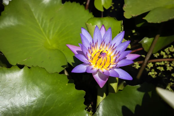 Water lily, lotus in vijver — Stockfoto