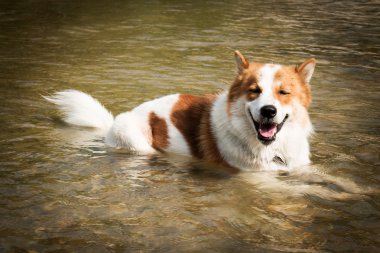 Su yalan köpek