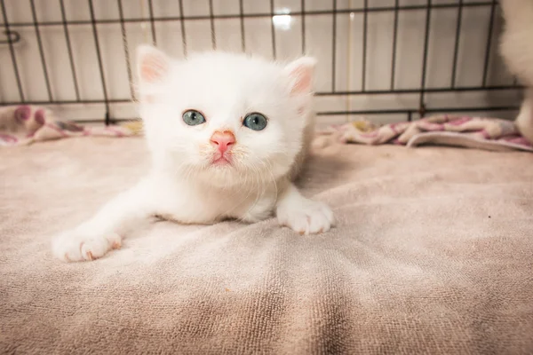 Lindo gatito gato en tela rosa — Foto de Stock