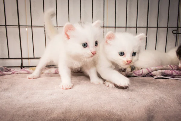 Niedliche Katze auf rosa Tuch — Stockfoto