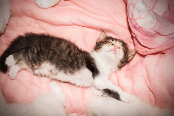 Niedliche Katze schläft auf rosa Tuch — Stockfoto