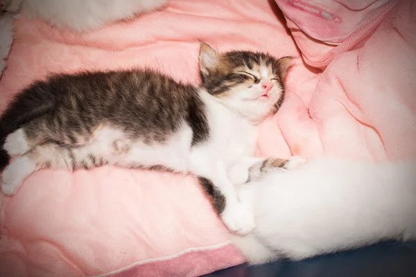 Lindo gato durmiendo en tela rosa — Foto de Stock