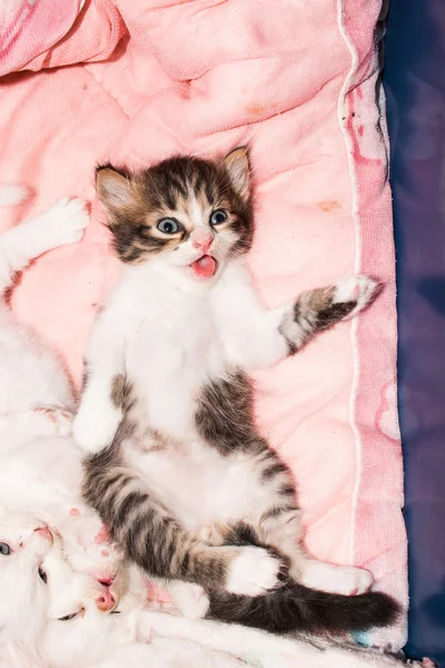Lindo gatito gato acostado en suave tela — Foto de Stock