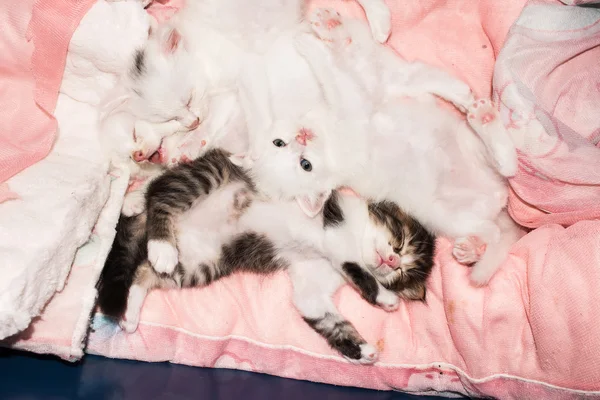 Милая кошечка лежит на мягкой ткани — стоковое фото