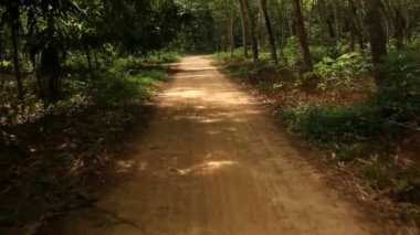 Ağaç doğa içinde aracılığıyla arka yol