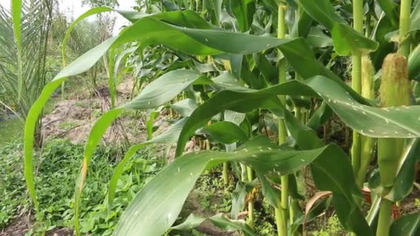 Green corn field natural — Stock Video