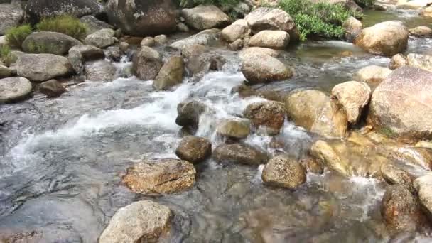 フォレスト内の滝と緑のツリー — ストック動画