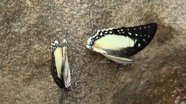 Schöner Schmetterling auf Felsen — Stockvideo