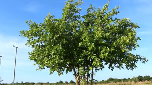 Листя зелене дерево Стрибки на вітрі в парку на фоні вітрових турбін — стокове відео