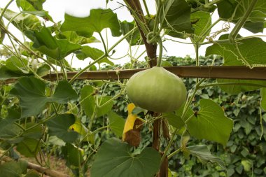 Kabak siceraria Sebze Bahçe