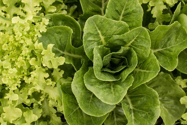 Zelená listová zelenina na zahradě — Stock fotografie