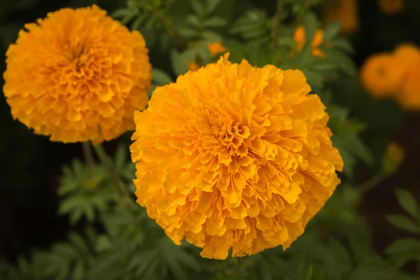 美黄色的万寿菊植物区系 — 图库照片