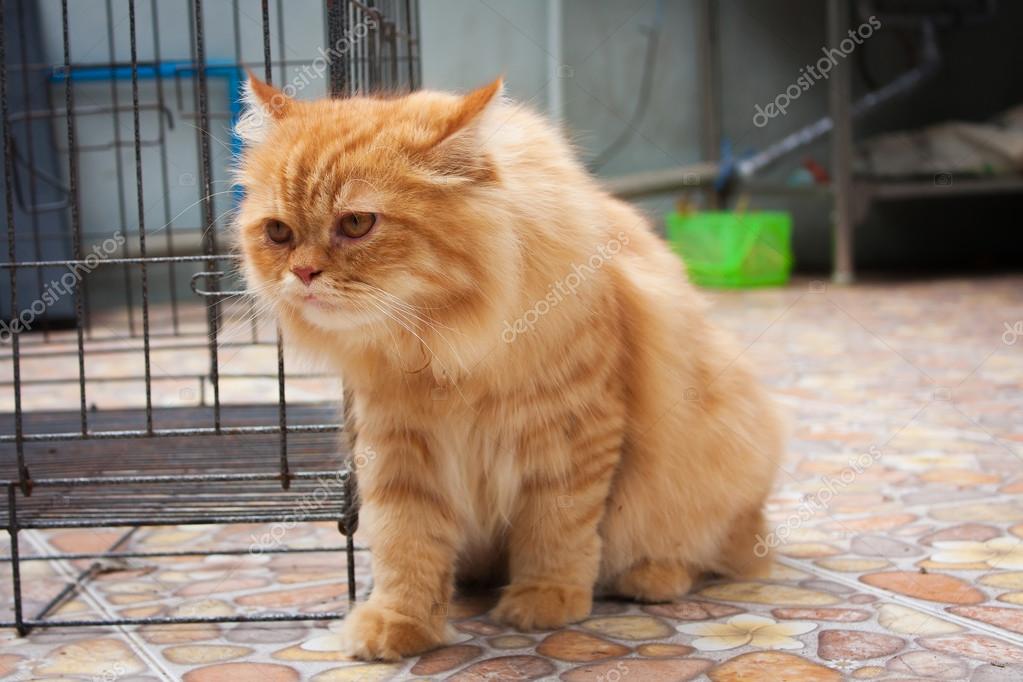 Cute Orange Persian Cats Stock Photo C Ruttapum2 123520012