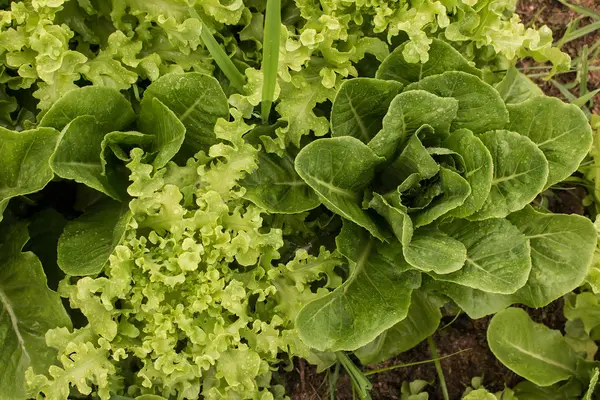 Zelená listová zelenina na zahradě — Stock fotografie