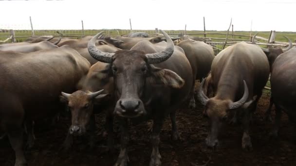 Big Buffalo dans la ferme, asiatique Thaïlande 