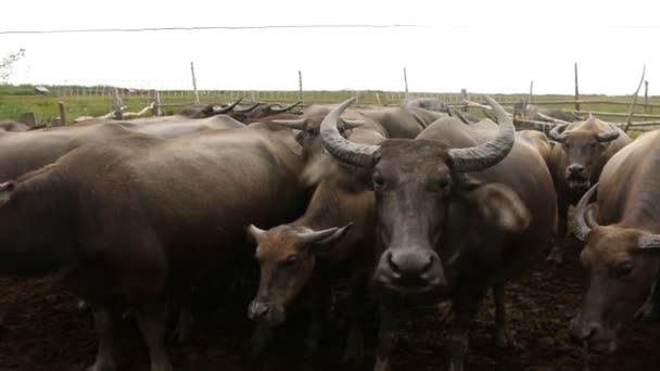 Big Buffalo in farm, asian Thailand — стоковое видео