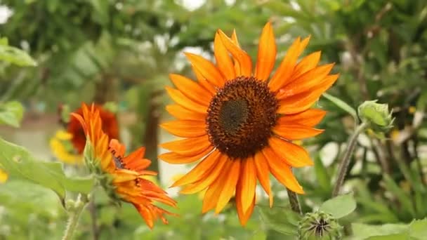 Rote Sonnenblume im Garten — Stockvideo