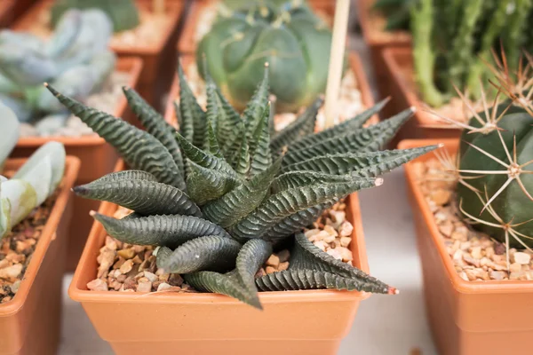 Cactus plant in pot — Stock Photo, Image