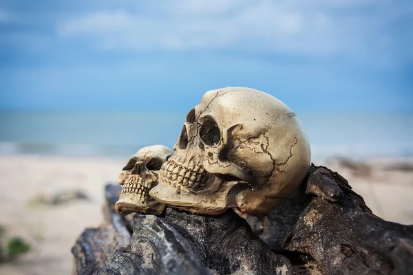 Ainda vida e vintage de crânio humano em madeira na praia — Fotografia de Stock