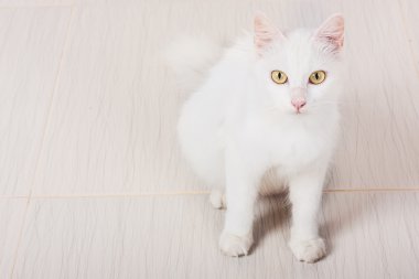 sevimli beyaz zeminde oturan