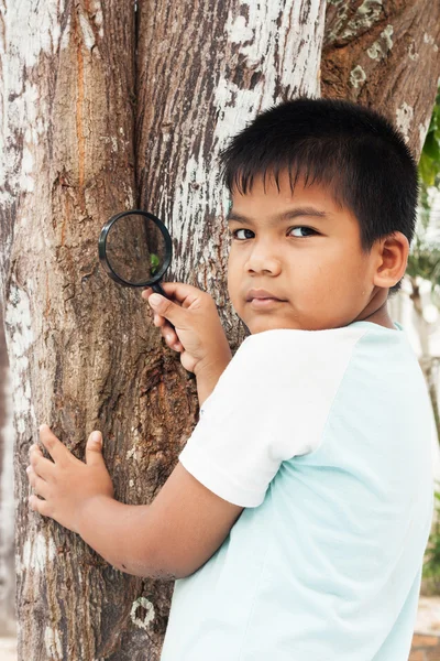 Niño pequeño explorando el árbol con una lupa mirando le —  Fotos de Stock