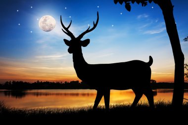 Geyik Gölü su gece dolunay karşı siluetleri