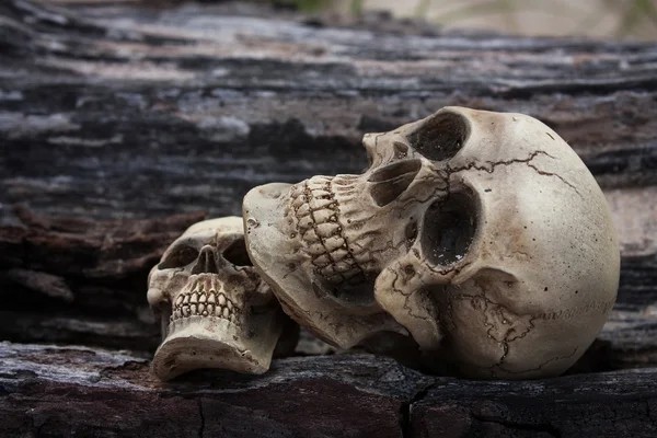 Vida imóvel do crânio humano na madeira — Fotografia de Stock