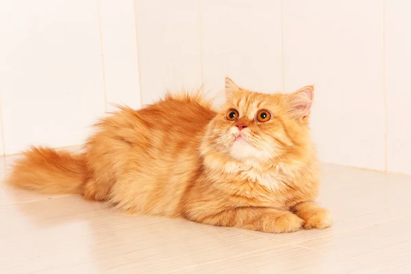 Симпатичная оранжевая кошка — стоковое фото