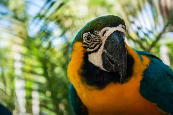 Papagaios azuis e amarelos no fundo da selva, bico de foco — Fotografia de Stock