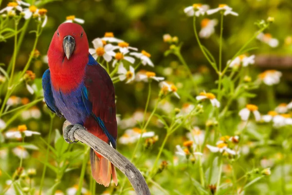 Papageien auf weißem Blumenhintergrund — Stockfoto