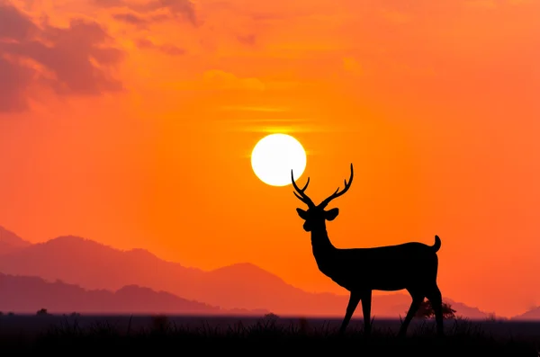 Silhouettes de cerfs sur fond ciel coucher de soleil — Photo